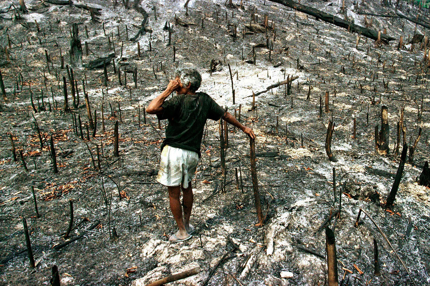 Resultado de imagen para bosques tropicales desaparecen