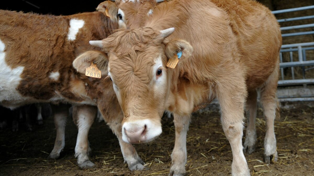 Detenidas 14 personas en España por engorde ilegal de ganado y distribución de carne alterada en Europa