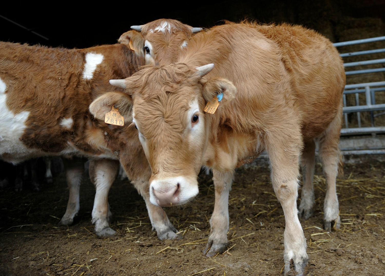 Detenidas 14 personas en España por engorde ilegal de ganado y distribución de carne alterada en Europa