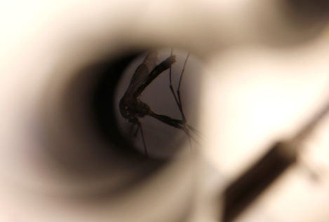 Descubren un hongo capaz de matar mosquitos transmisores de enfermedades de forma fulminante