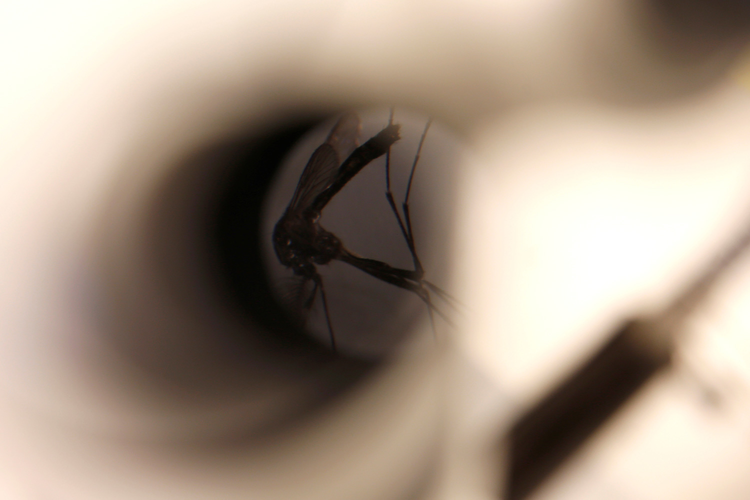 Descubren un hongo capaz de matar mosquitos transmisores de enfermedades de forma fulminante