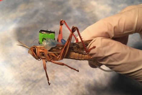 Ingenieros estadounidenses utilizarán insectos cyborg para detectar bombas