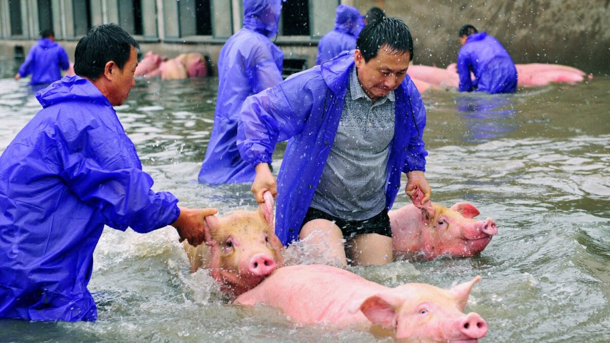 Granjeros chinos deben abandonar su ganado por las devastadoras lluvias de verano