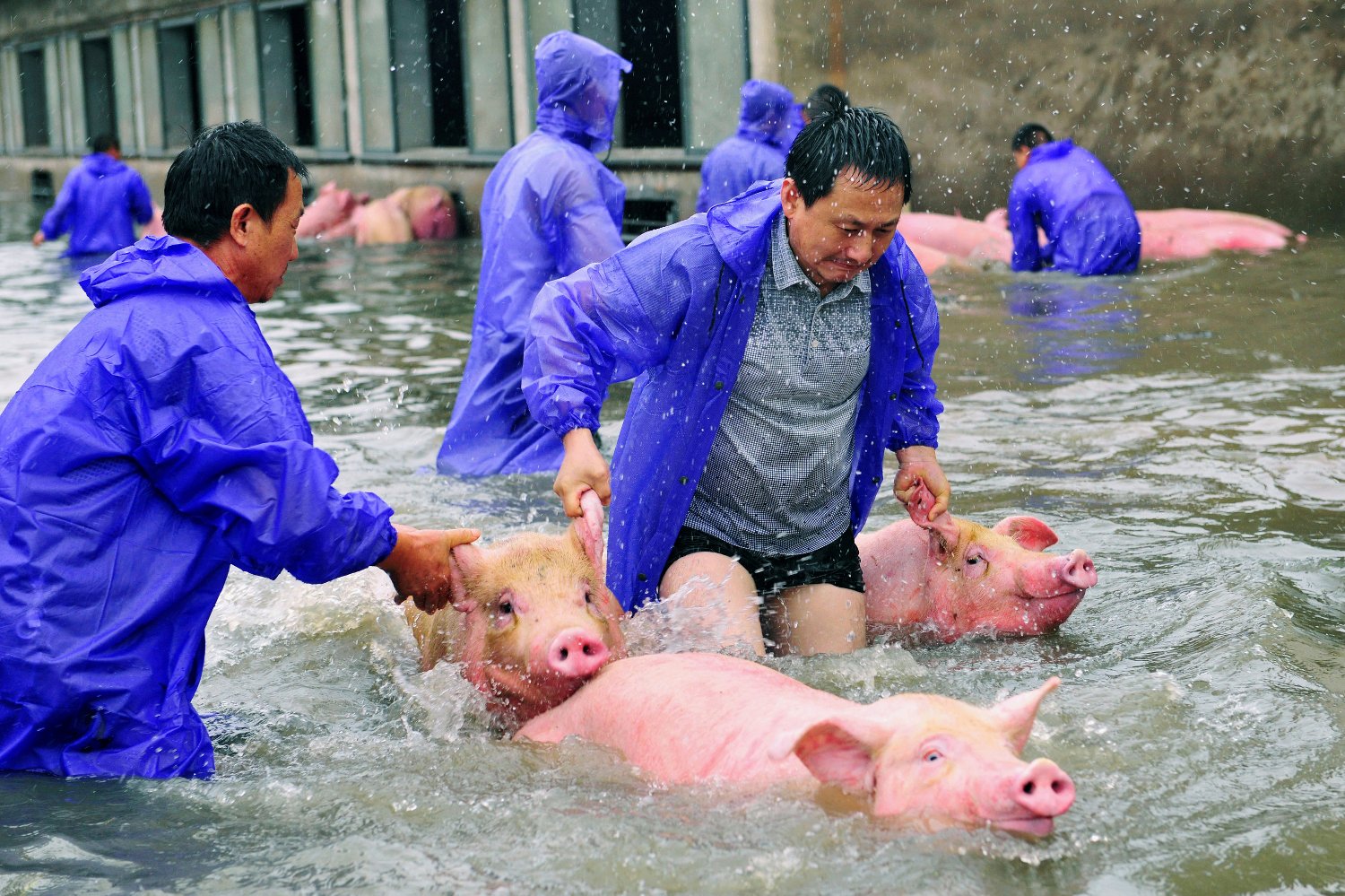 Granjeros chinos deben abandonar su ganado por las devastadoras lluvias de verano