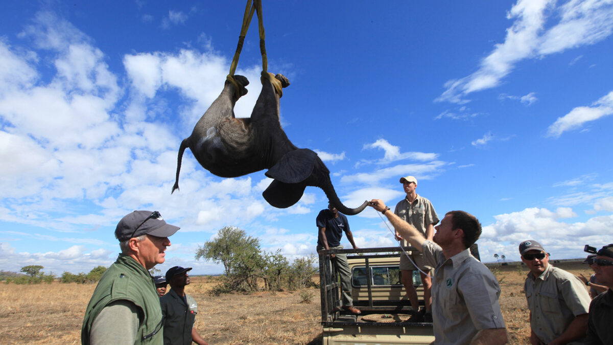 La heroica misión del príncipe Harry: salva a 500 elefantes de morir en manos de los cazadores furtivos