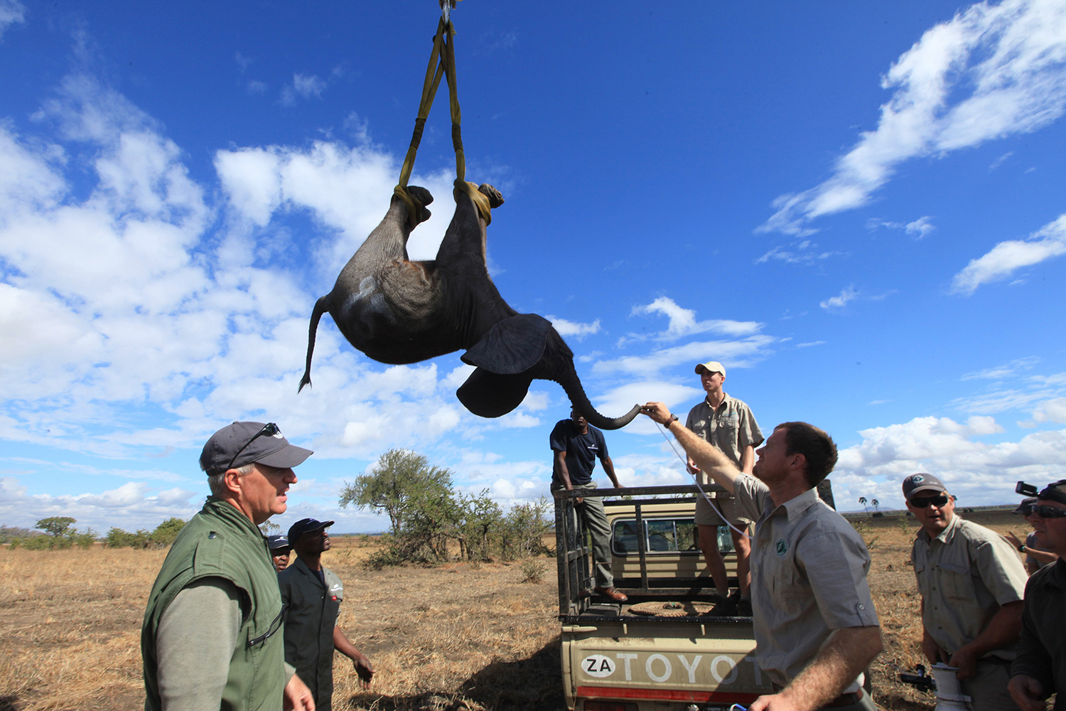 La heroica misión del príncipe Harry: salva a 500 elefantes de morir en manos de los cazadores furtivos