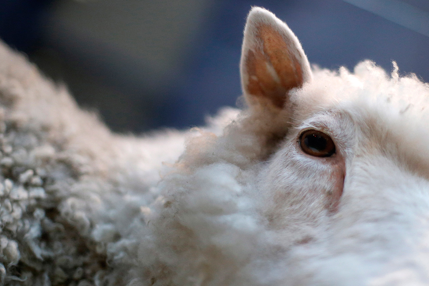 Se cumplen 20 años de la clonación de la oveja Dolly