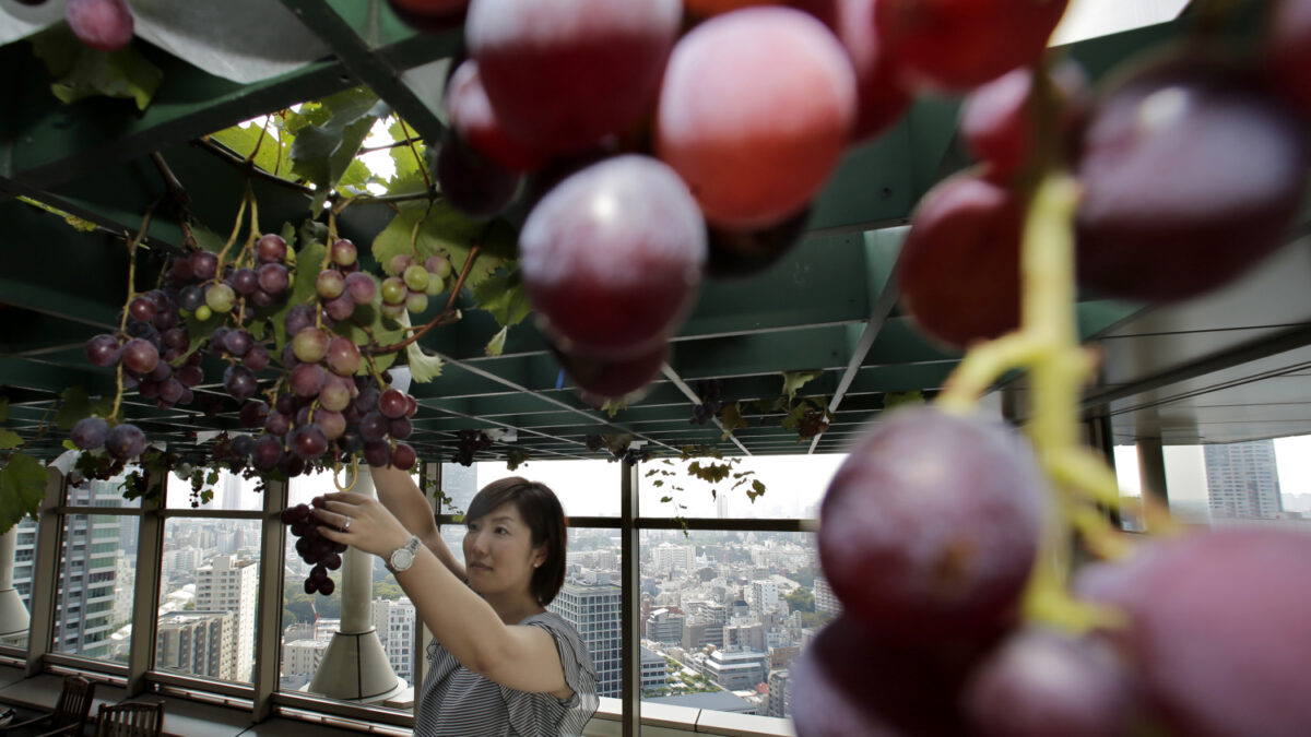 Un japonés se gasta 10.000 euros en un racimo de uvas