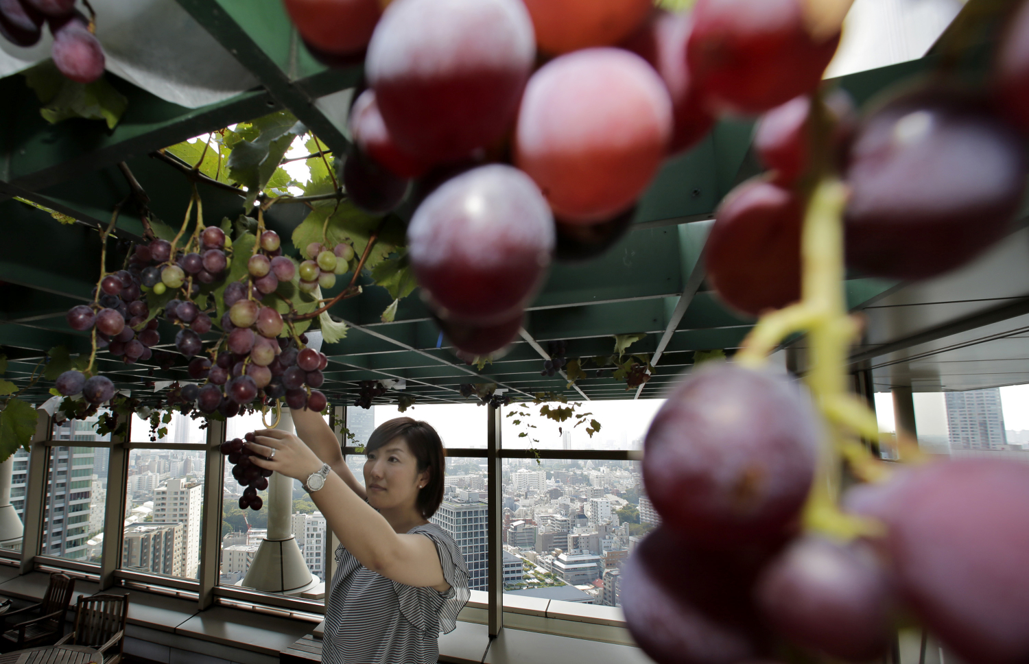 Un japonés se gasta 10.000 euros en un racimo de uvas