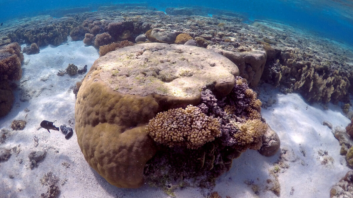 La Gran Barrera de Coral australiana, un paraíso único