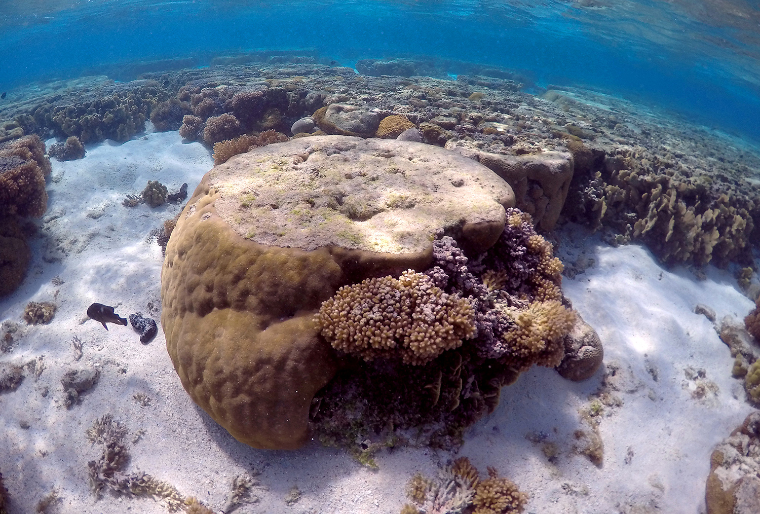 La Gran Barrera de Coral australiana, un paraíso único