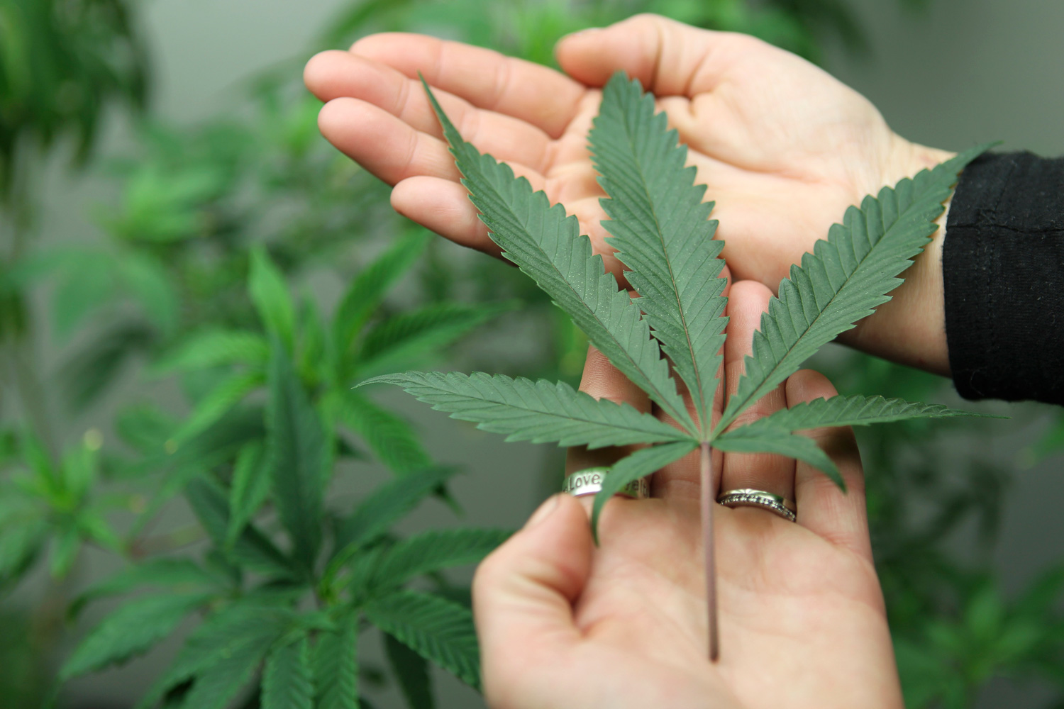 La DEA mantiene prohibición de la marihuana con fines medicinales