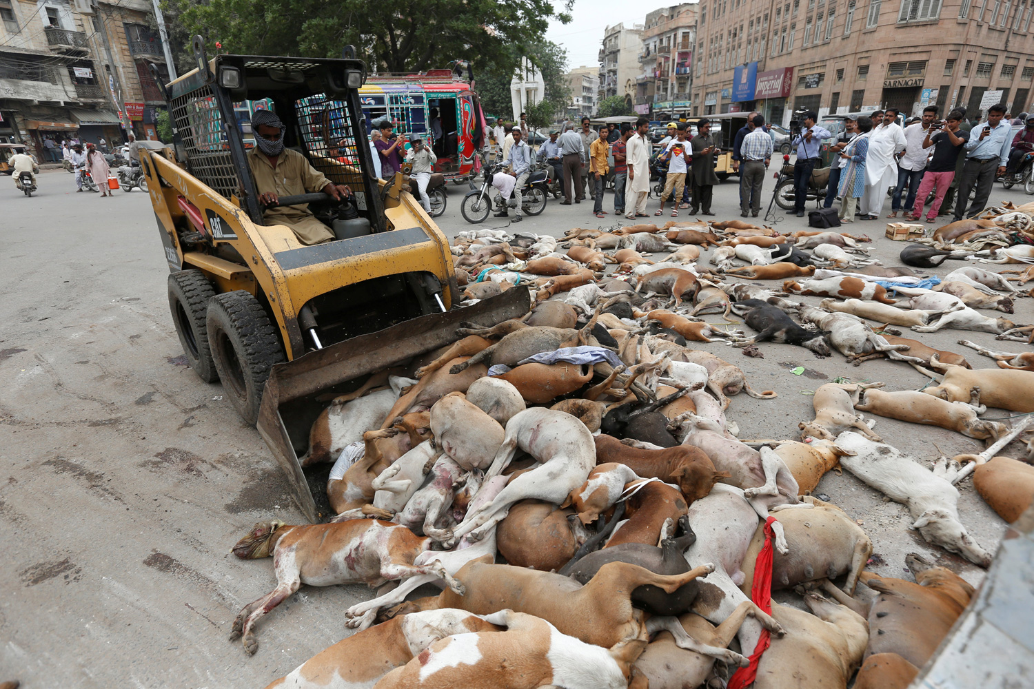 Los funcionarios municipales envenenan a centenares de perros en Karachi