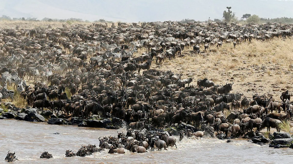 La gran migración del ñu hacia la reserva natural Maasai Mara