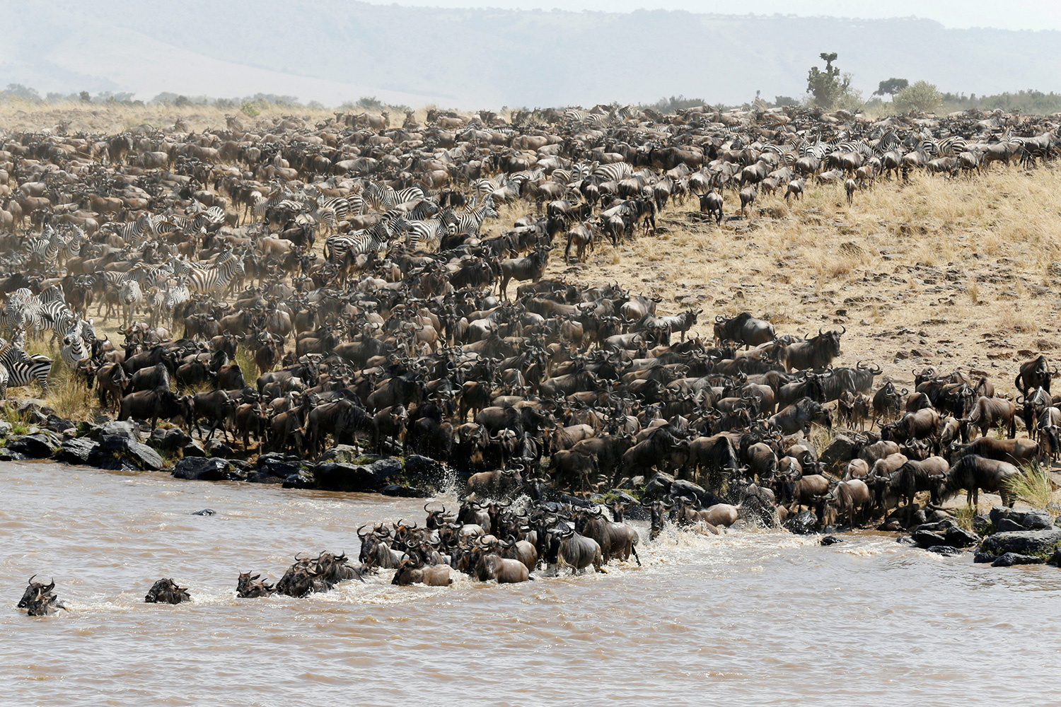 La gran migración del ñu hacia la reserva natural Maasai Mara