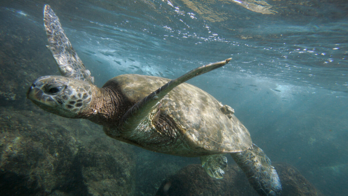 Obama crea la reserva marina más grande del mundo