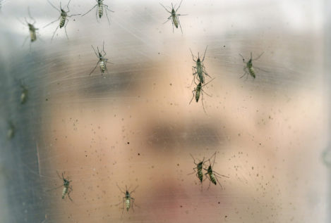 Comienzan los primeros ensayos en humanos de una vacuna contra el zika