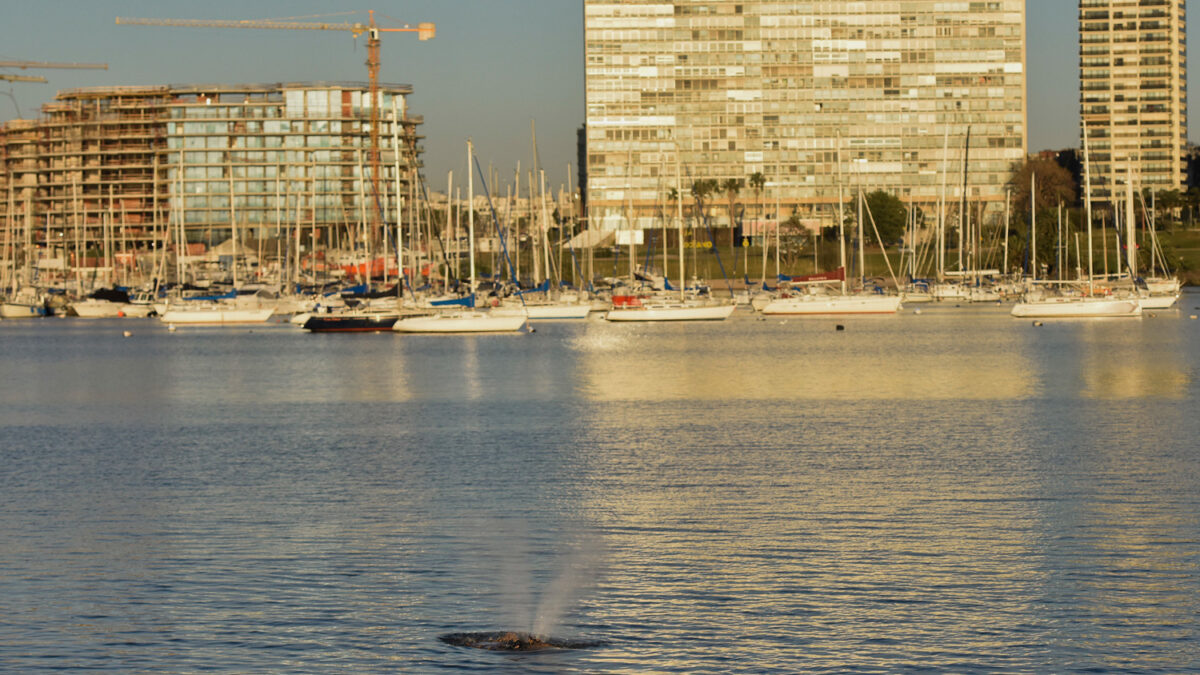 Una ballena encalla en la costa de Montevideo