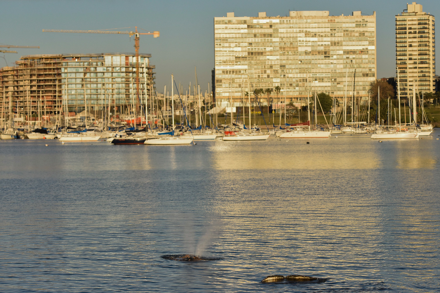 Una ballena encalla en la costa de Montevideo