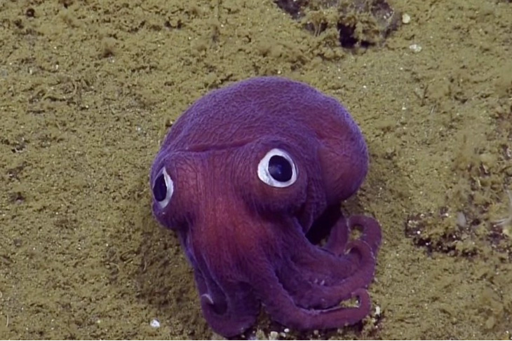 Científicos descubren un calamar que parece salido de Pokémon GO