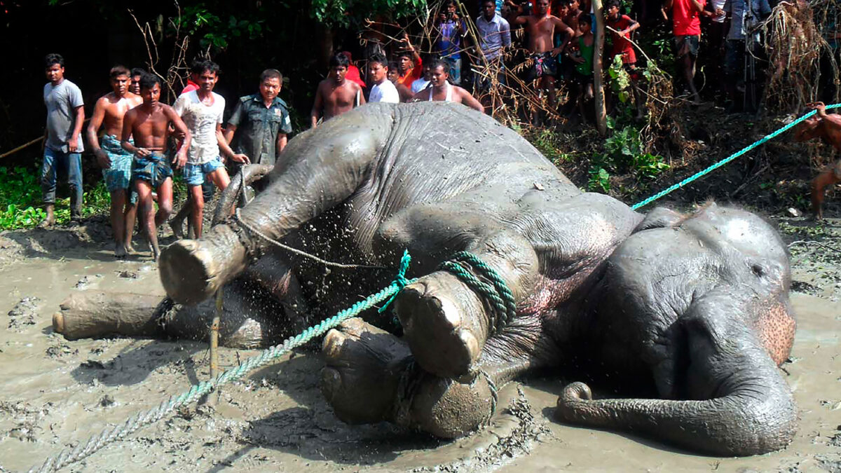 Un elefante muere tras hacer un viaje de más de 1.600 kilómetros