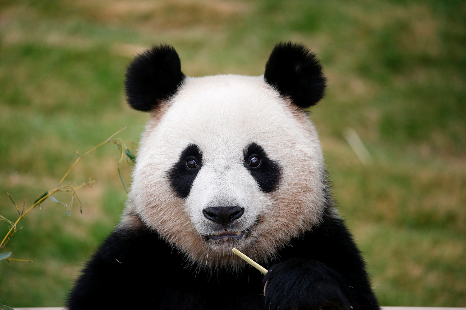 Los pandas ya tienen una residencia donde pasar su jubilación