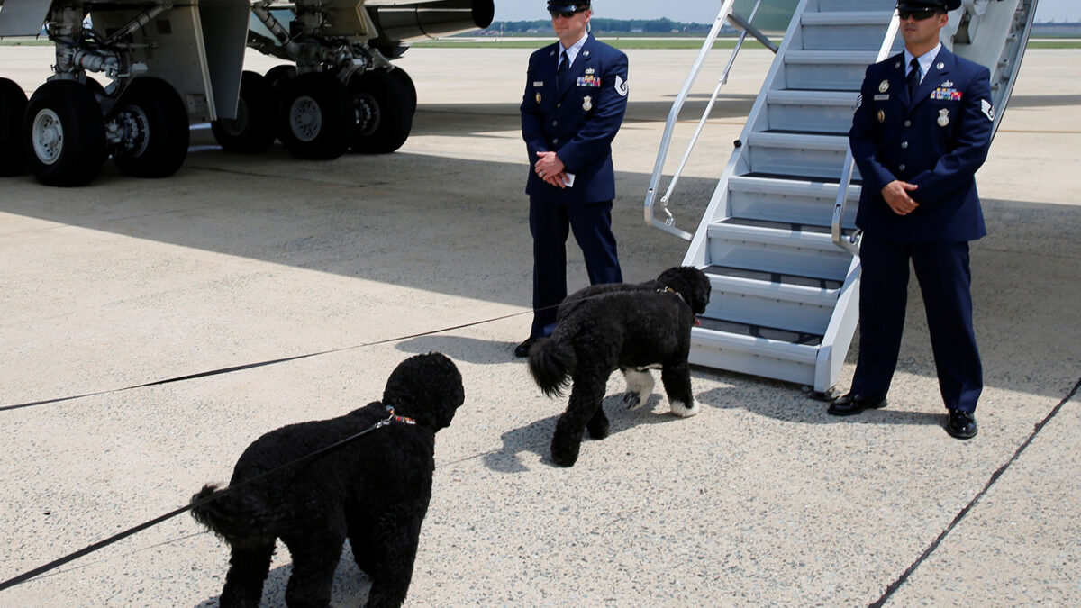 Los perros de Obama se van de vacaciones a bordo del Air Force One