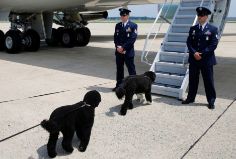 Los perros de Obama se van de vacaciones a bordo del Air Force One