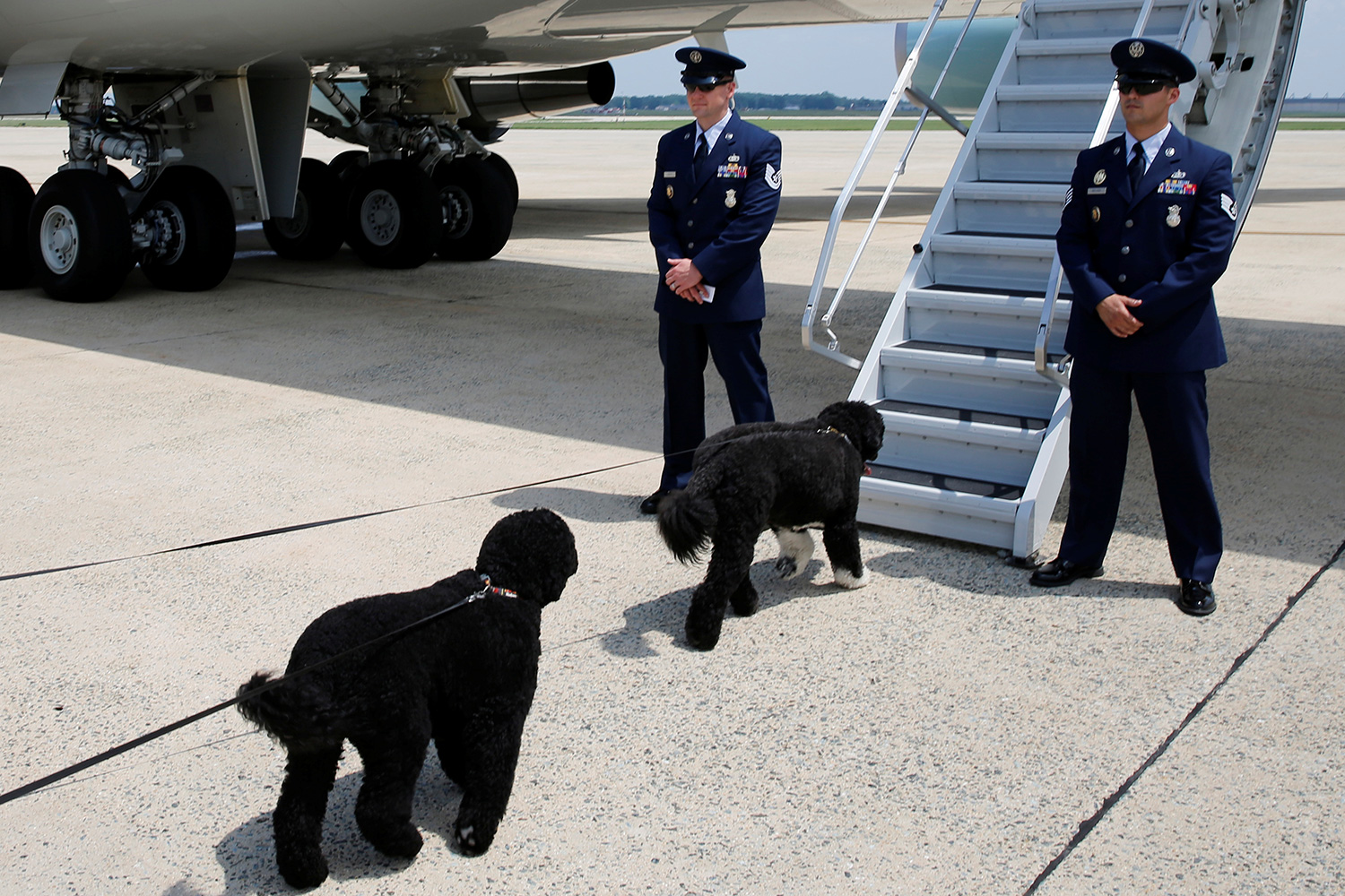Los perros de Obama se van de vacaciones a bordo del Air Force One