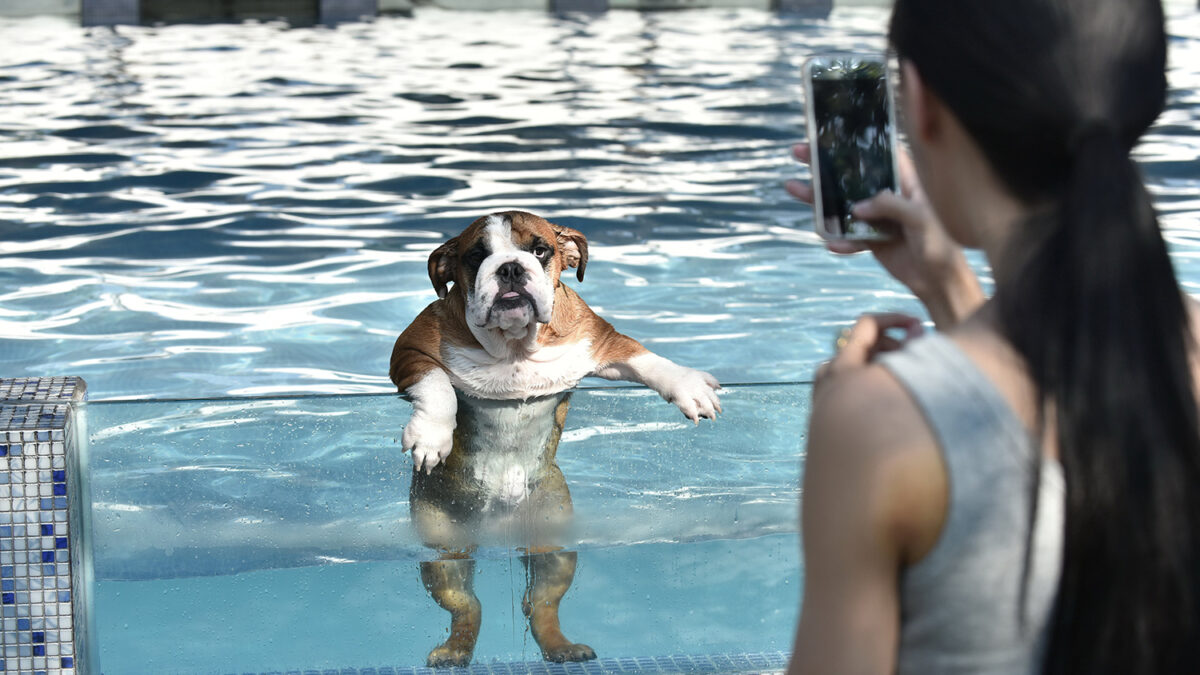 China se suma a la moda de los ‘resorts’ para perros