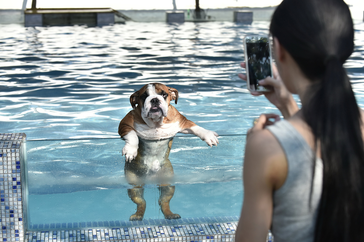 China se suma a la moda de los 'resorts' para perros