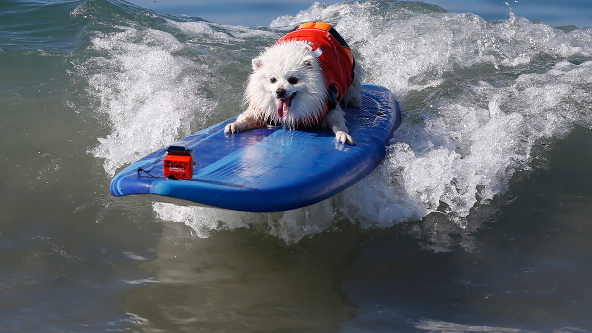 San Diego acoge una competición de perros surfistas