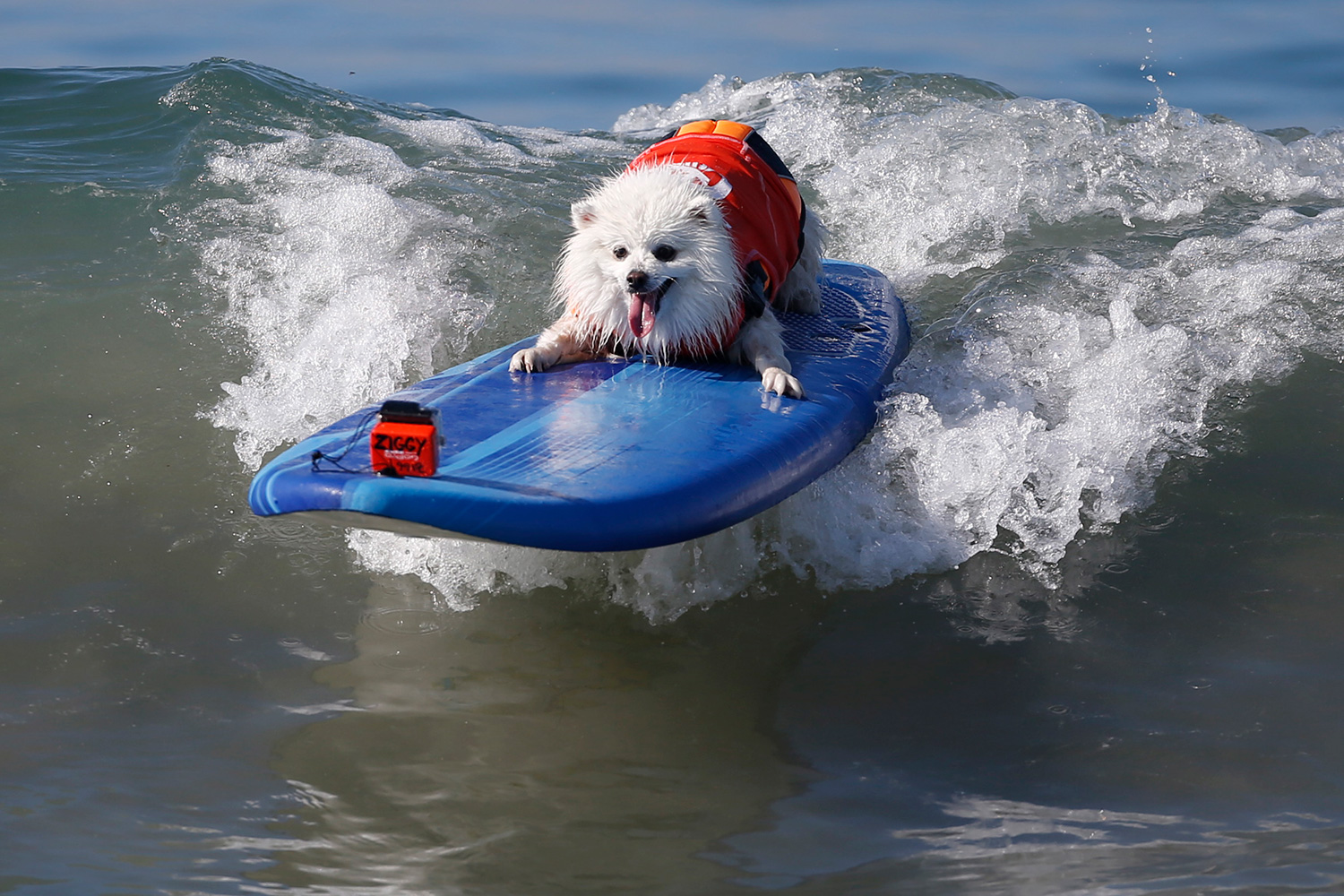 San Diego acoge una competición de perros surfistas