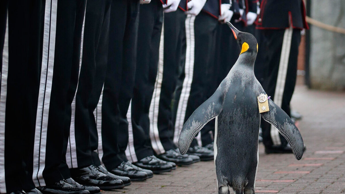 El pingüino Coronel Jefe que pasa revista a la Guardia Real noruega