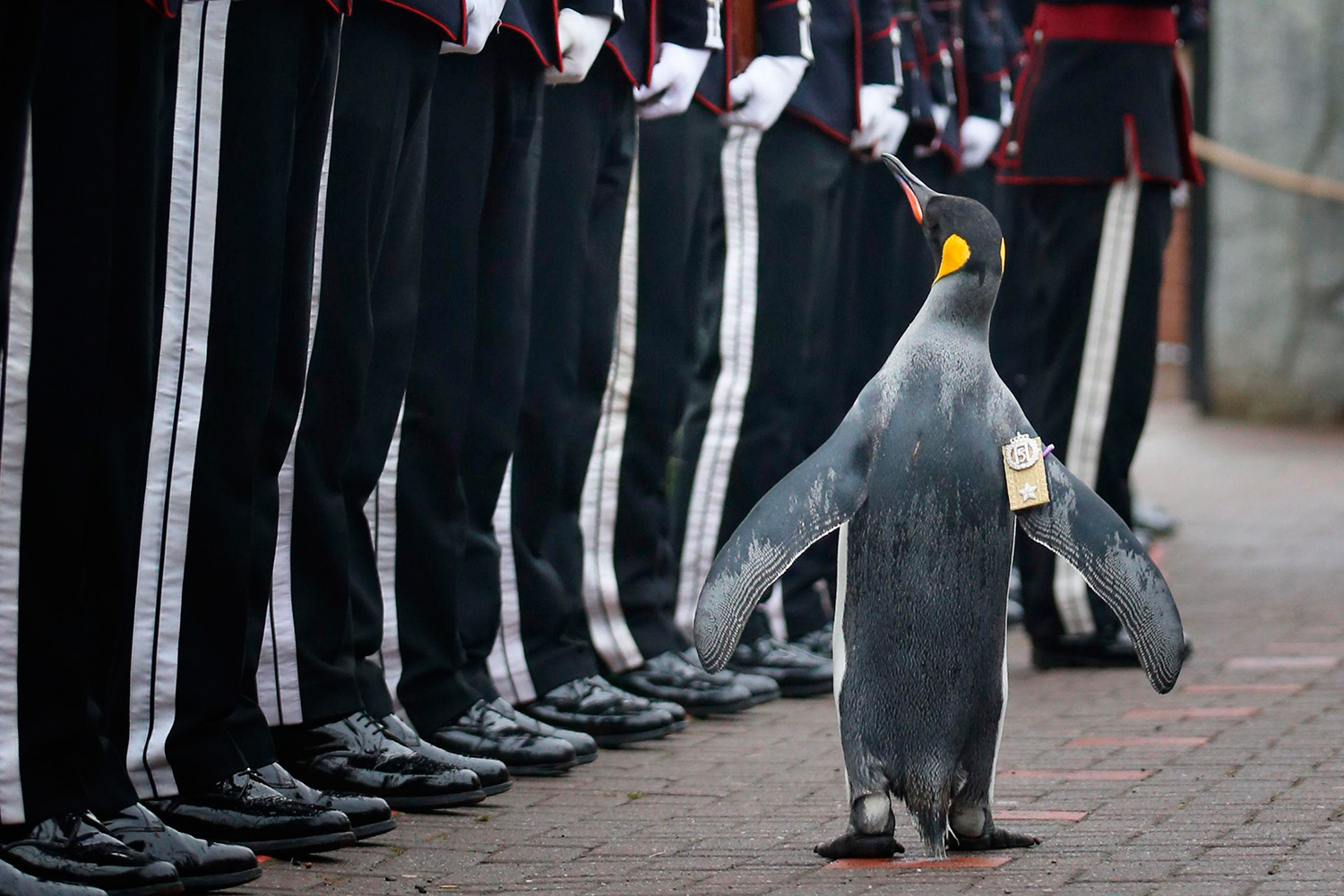 El pingüino Coronel Jefe que pasa revista a la Guardia Real noruega