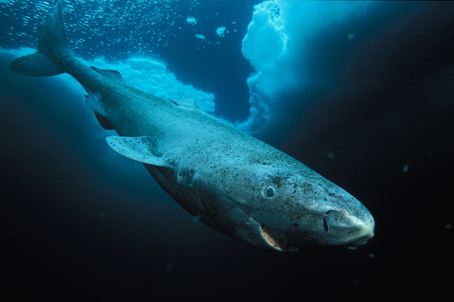 Un tiburón de Groenlandia, el vertebrado más viejo del mundo