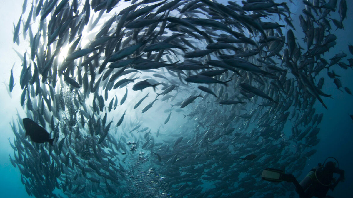 La Unesco afirma que las maravillas submarinas también son Patrimonio Mundial