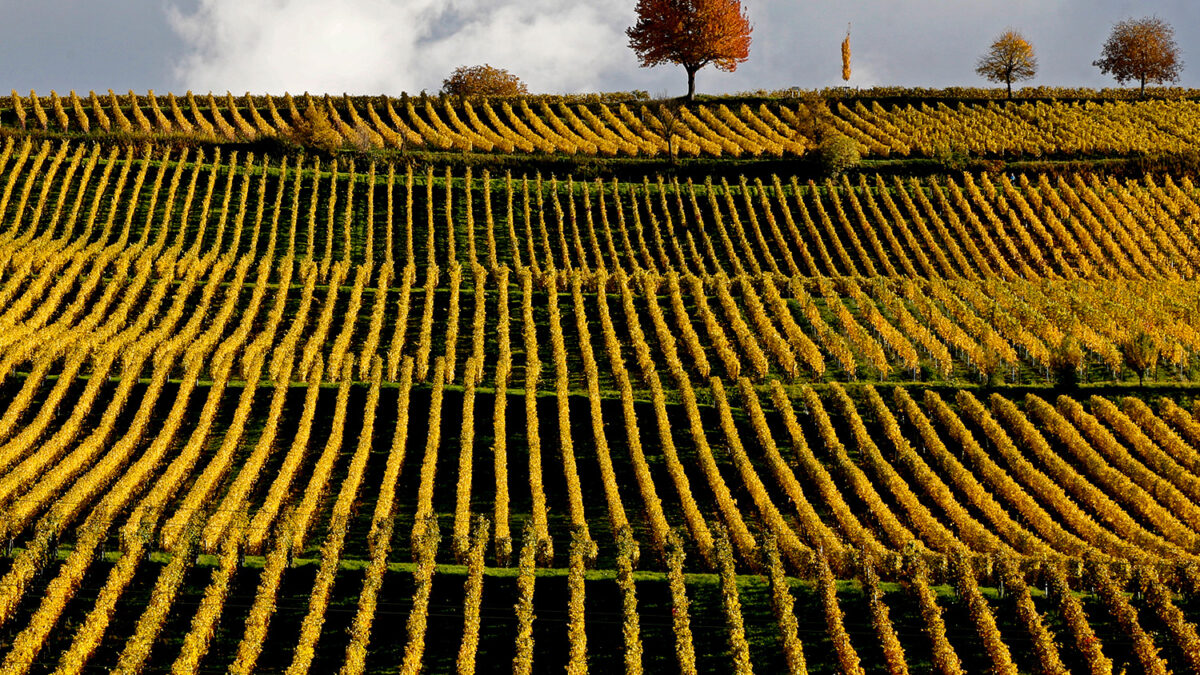 50.000 litros de vino inundan las calles de una ciudad francesa