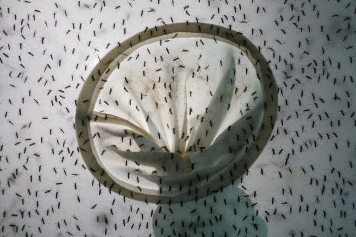 La administración Obama dedica otros 81 millones de dólares para luchar contra el Zika