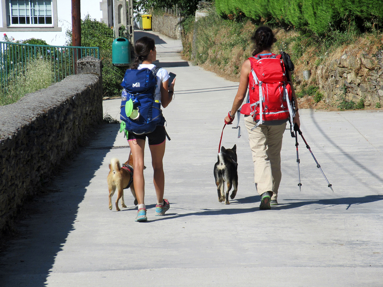 Peregrinas con sus mascotas O Cebreiro-Samos (60)