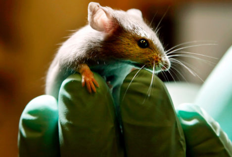 Laboratorios que experimentan con animales 'abrirán sus puertas' para intentar justificar su trabajo