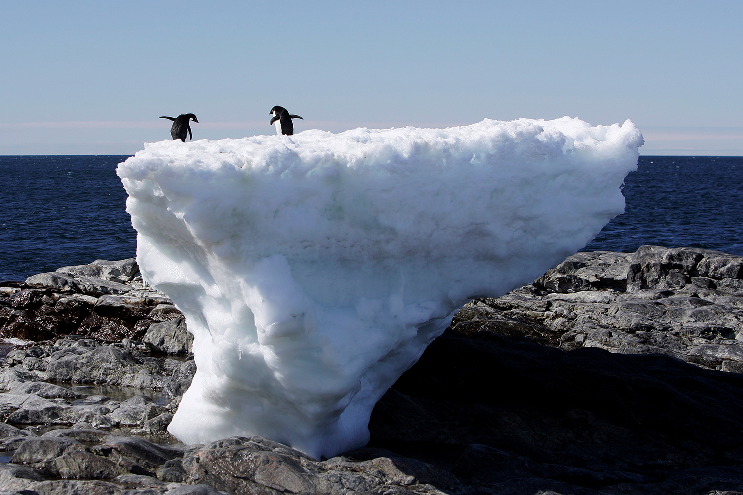 Una nueva cepa de gripe aviar infecta a los pingüinos de la Antártida