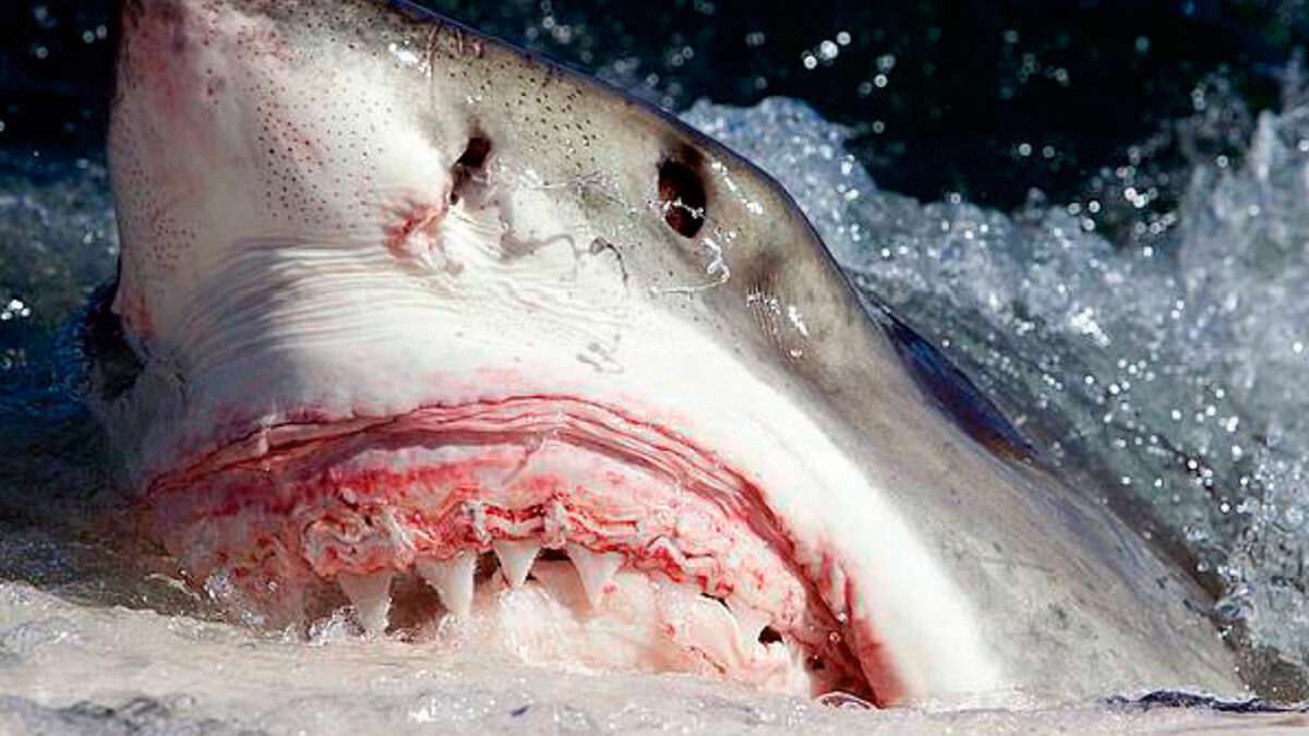 Así es bucear con tiburones blancos