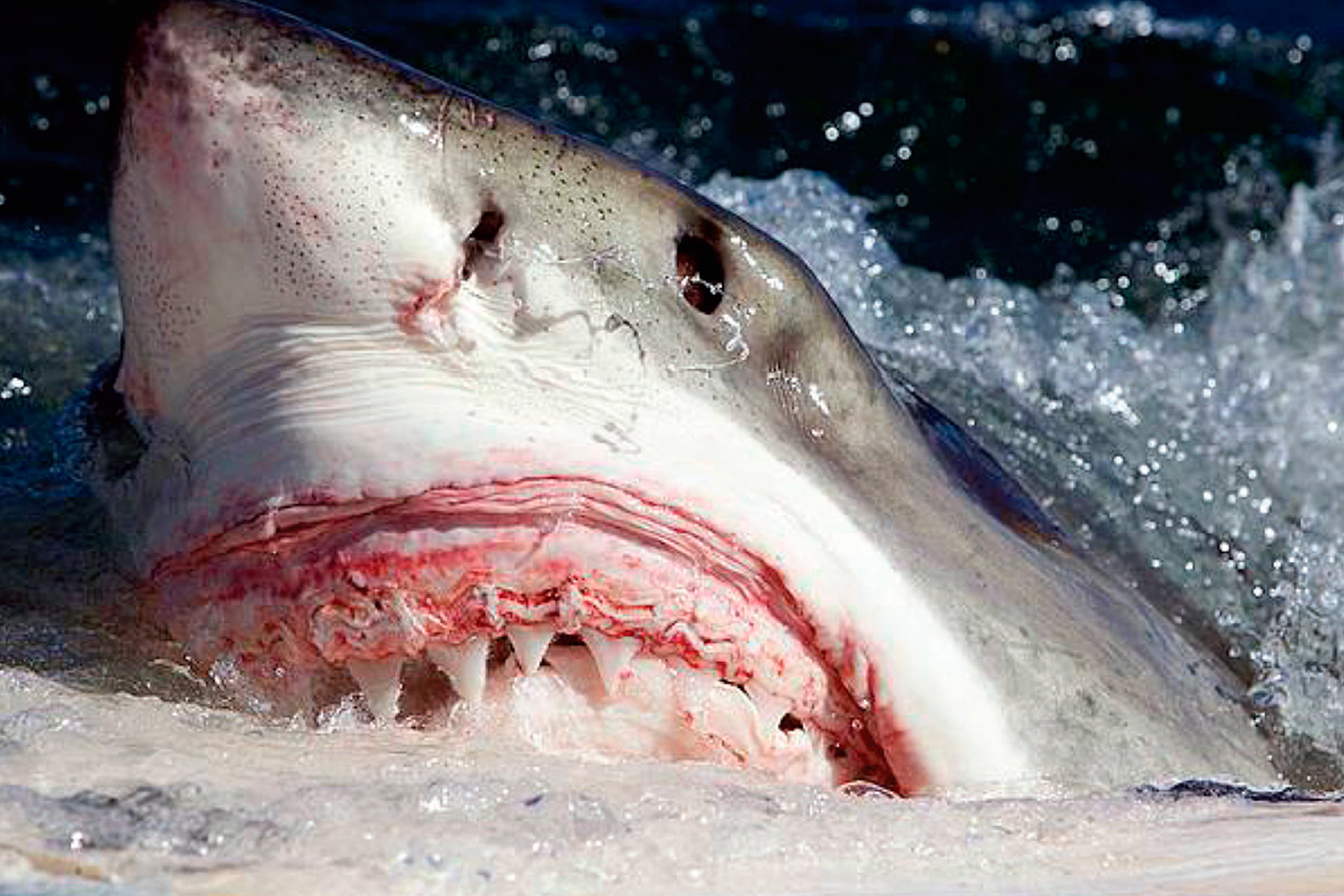 Así es bucear con tiburones blancos