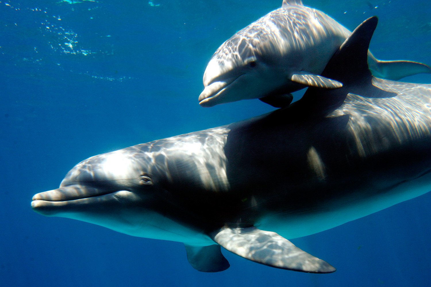 Científicos descubren que los delfines se pueden comunicar como lo seres humanos