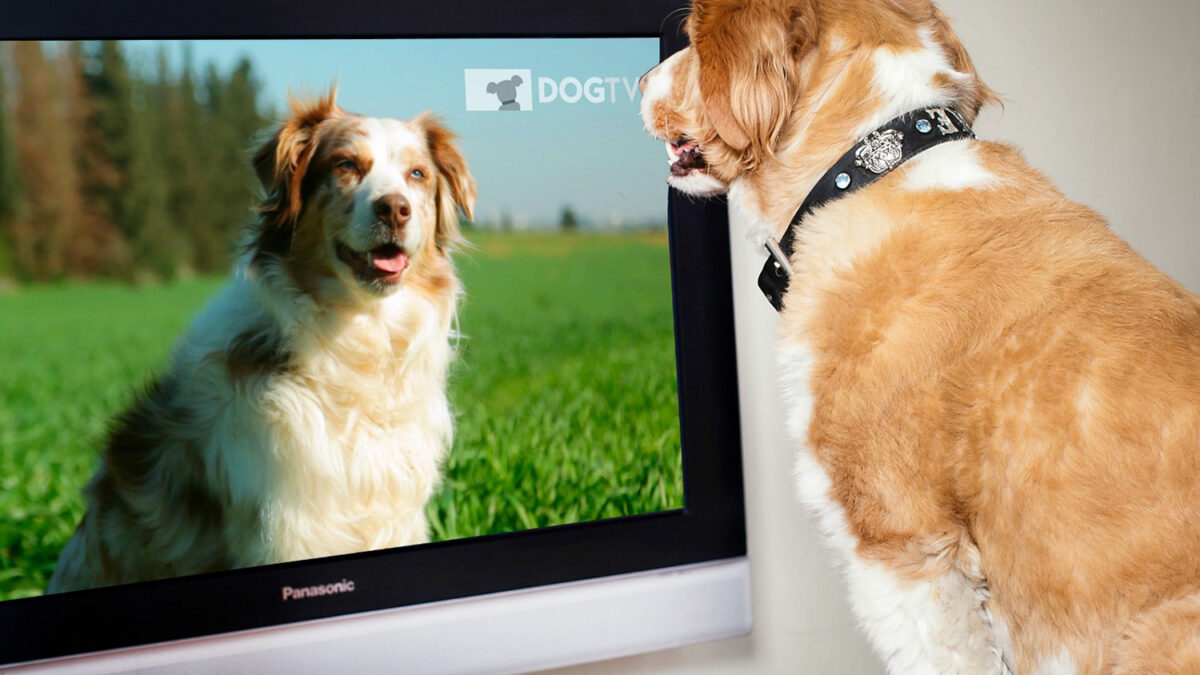 ¿Qué ven los perros cuándo miran la tele?