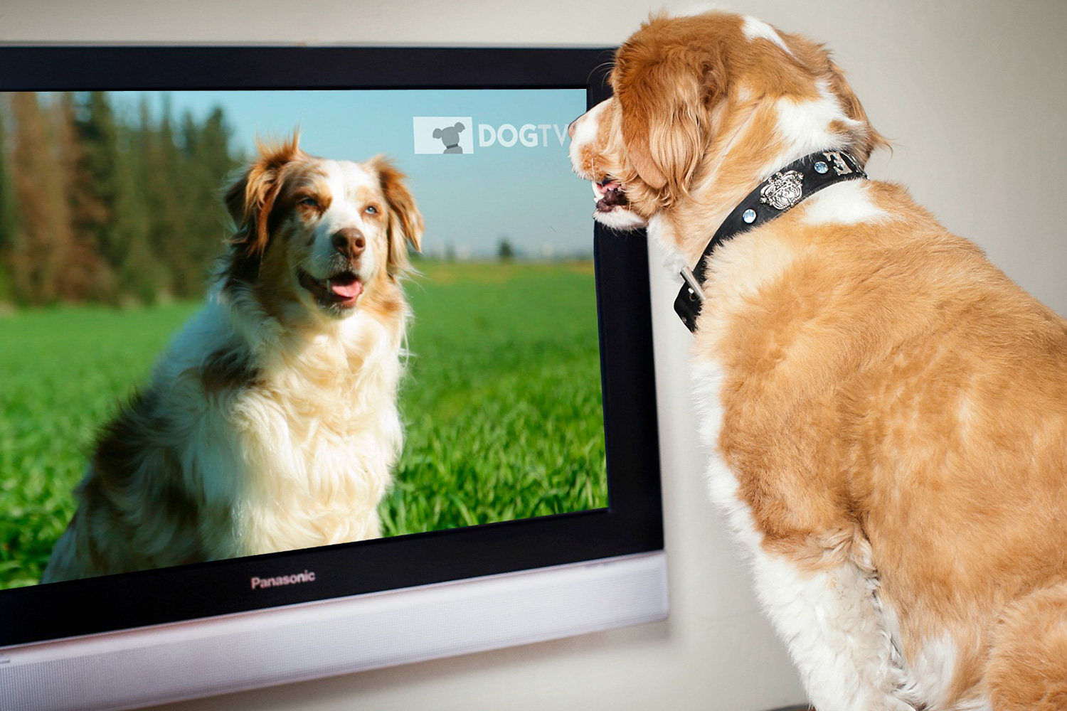 ¿Qué ven los perros cuándo miran la tele?