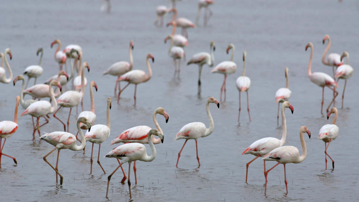 Doñana, el humedal más importante de Europa, en peligro