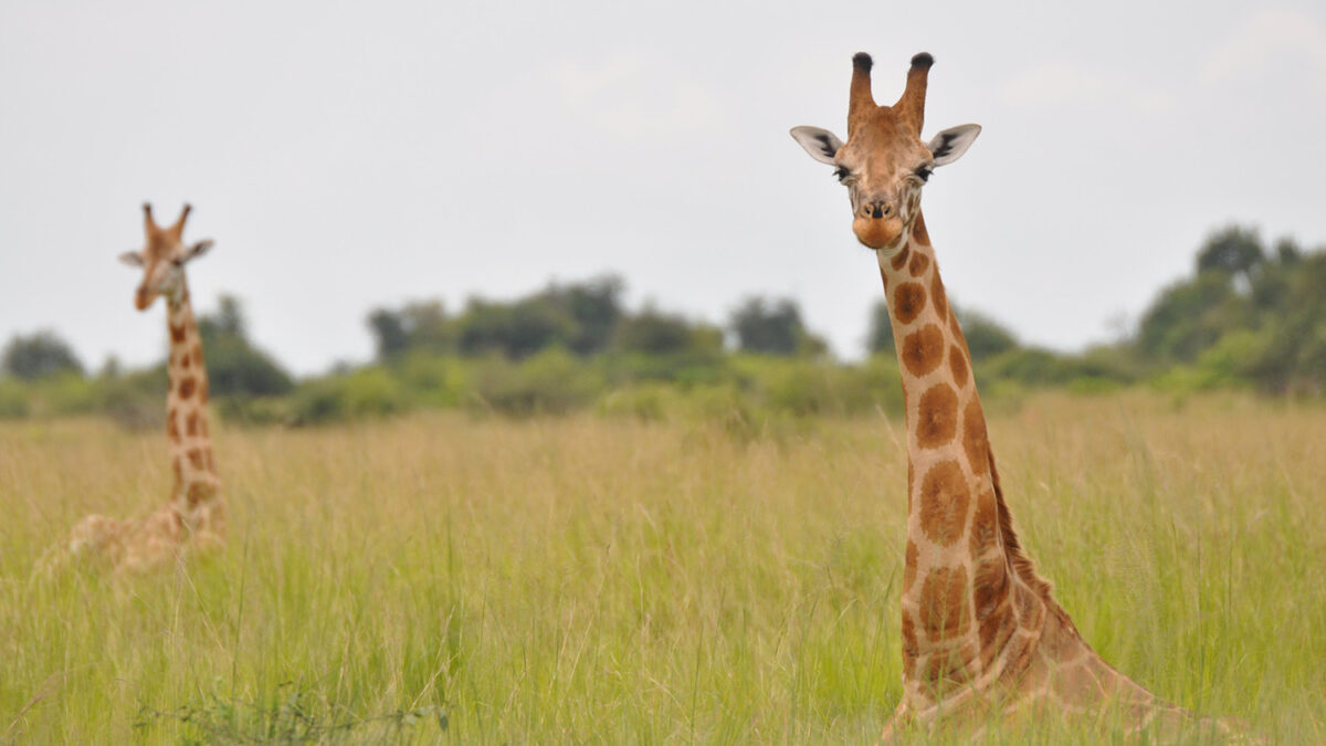 Descubren nuevas especies de jirafas en África que podrían contribuir a su conservación