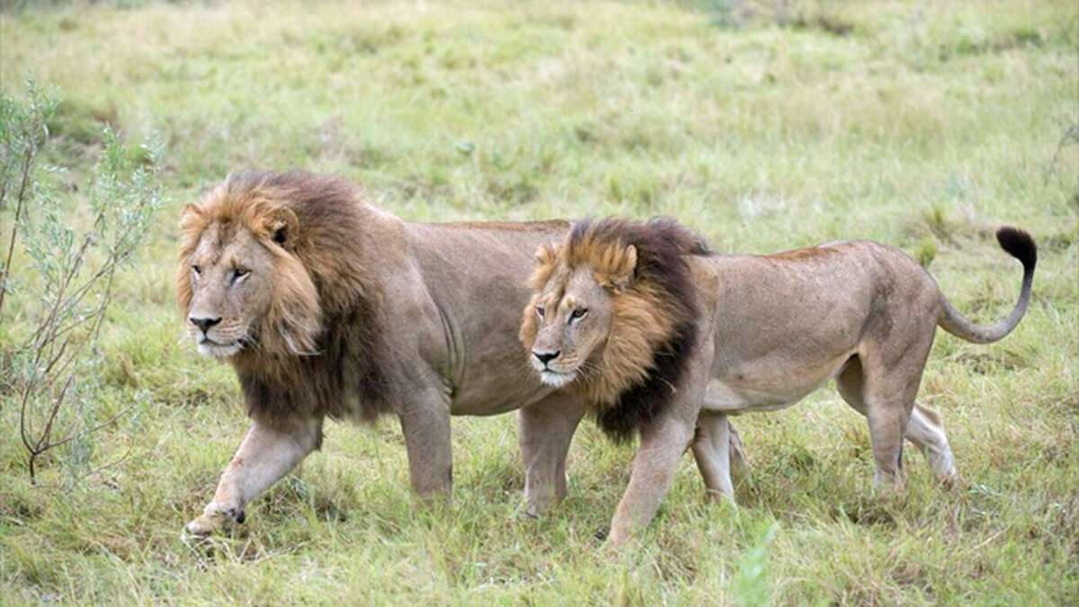 Las leonas transexuales de Botsuana